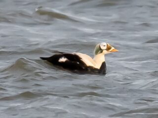 Vogelaars massaal naar Texel voor zeldzame vogel
