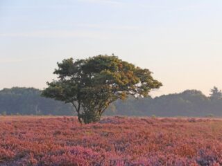Doemscenario geschetst door ecologen werkt averechts: 'Dus hier een superpositiefverhaal'