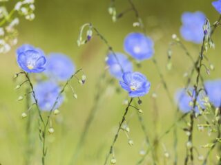 De comeback van vlas: loopt straks iedereen in linnen?