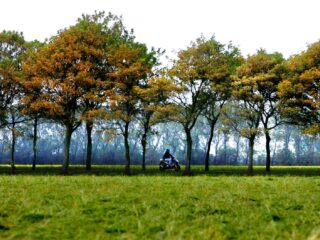 Welk groen is beter voor de natuur: een boom of een struik?