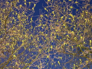 Steeds meer parkieten in Nederland