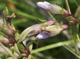 Boomkrekel laat Nederland mediterraans klinken