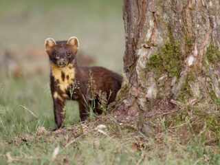 Hoe gaan we om met dieren die ons huis willen binnendringen?