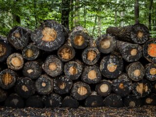 Verlies biodiversiteit compenseren met duurdere producten? 'Je legt de druk bij de consument'