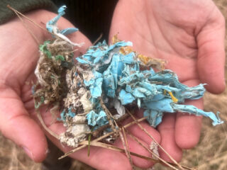 Zorgen over plastic in braakballen van raven