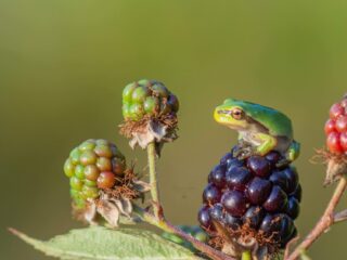 Bramen hebben onterecht een negatief imago: 'Stop met bramen bashen!'
