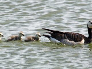 Meeste soorten zijn zonder de mens beter af: 'Dit soort natuurpessimisme kan schadelijk zijn'