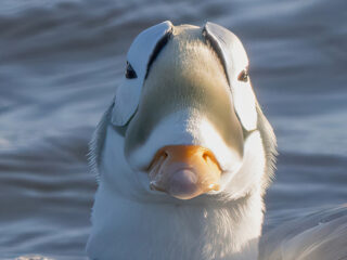 Brileider op Texel mogelijk de meest gespotte vogel in Nederland ooit