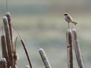Eerste Friese boeren durven lisdoddeteelt aan