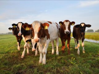 'De stikstofnormen zijn bizar en Nederland kan ze prima veranderen'