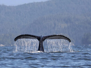 Wereld Walvissen Dag is nog altijd van groot belang