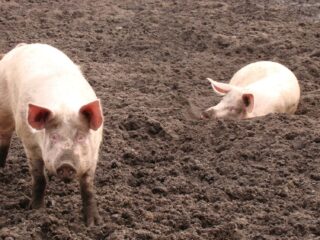 'Dieren op de boerderij zijn geen dieren meer, het zijn: tot machines gemaakten'