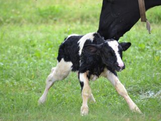 Kalfjes op transport: 'Er ging een wreedheid voor mij open'