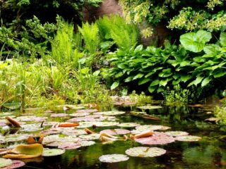 Zo maak je jouw tuin veerkrachtiger in tijden van klimaatverandering