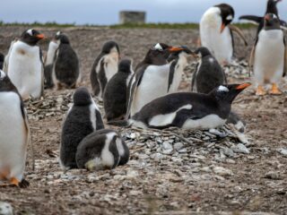 Pinguïnsoorten op Antarctica zijn door klimaatverandering eerder gaan broeden
