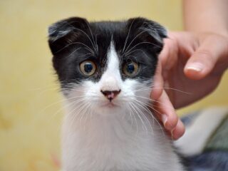 Overheidscampagne waarschuwt voor het lijden achter populaire huisdieren: 'Meer bewustwording nodig'