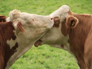 Koeien vormen vriendengroepen, net als mensen