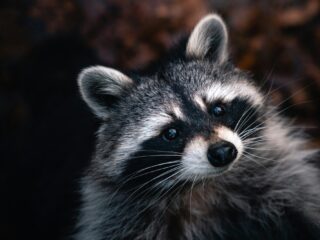 Koken met exoten: 'De taco met wasbeerbout is nogal intens'