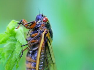 Dit voorjaar kruipen er in de VS miljarden cicaden uit de grond