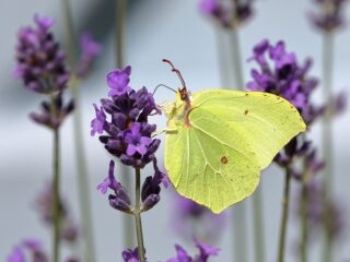 Deze vlinders overwinteren in jouw struiken en garage