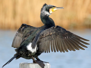 Nieuw plan om aalscholver te bejagen 'onwetenschappelijk'