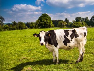 Drentse boer verhuist naar Zweden: 'Ik leen me niet langer voor de gekkigheid'