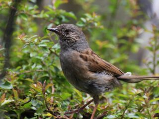 Glossy over geile vogels: 'Elke vorm van seksueel gedrag is de heggenmus niet vreemd'