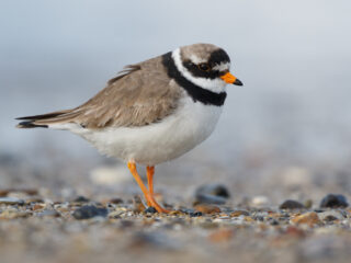 Nieuw bij Beleef de Lente: de bontbekplevier
