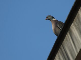 Duivenbeul Dordrecht wordt gezocht met behulp van forensisch onderzoek