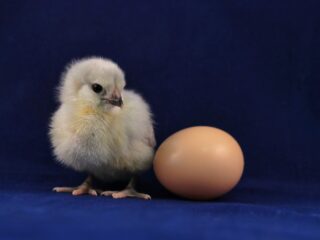 Wat was er eerst, de kip of het ei?