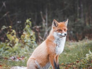 Eerst de wolf en nu weer de vos: zien we roofdieren te veel als vijand?