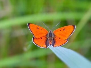 Canon van de Nederlandse natuur