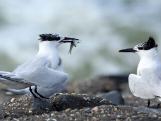 Vogelgriep door de ogen van een boswachter: 'Het is psychisch best wel heftig'