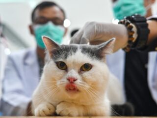 Het hebben van een 'beestje' steeds duurder: 'Mensen hebben het geld simpelweg niet'