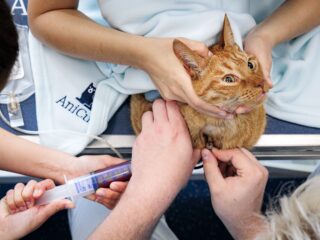 Moet de politiek ingrijpen om torenhoge dierenartskosten in te perken? 'Haal de btw eraf'