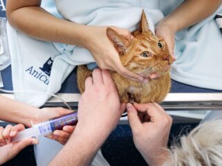 Moet de politiek ingrijpen om torenhoge dierenartskosten in te perken? 'Haal de btw eraf'