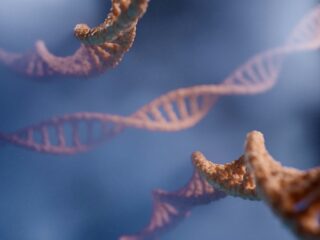 DNA aanpassen van embryo's: waar trekken we de ethische grens?
