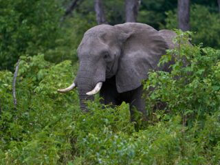 Is het 'altijd is Kortjakje ziek' of 'Olifantje in het bos'?