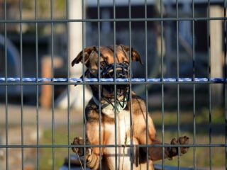 Stand.nl: 'Het aantal bijtincidenten vraagt om strengere regels voor gevaarlijke honden'