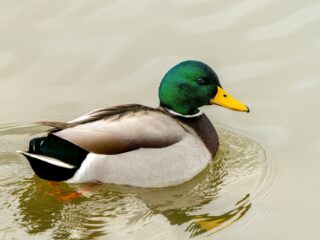 Er zijn steeds minder wilde eenden: hoe kan dat? 'Er is echt een forse afname'