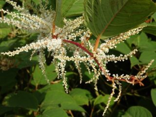 Zesentwintig nieuwe invasieve exoten op Europese lijst waaronder Japanse duizendknoop