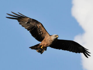 Eerste fossiel van een steenarend in Nederland