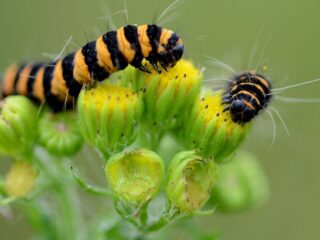 Sint Jakobskruiskruid wordt door deze rups in evenwicht gehouden