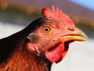 Onderzoek naar kippentaal: wanneer is een kip gelukkig?