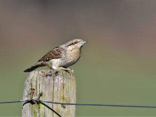 Draaihals is een mysterieuze vogel: hoe wordt er onderzoek naar gedaan?