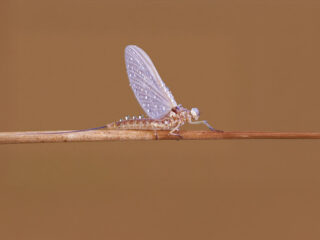 Jaar van de eendagsvlieg: deze soorten vind je in Nederland