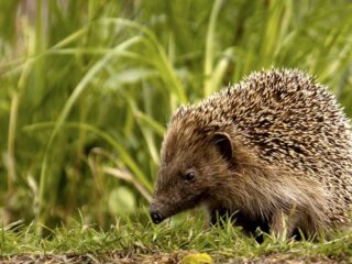 Egels tellen is essentieel: zo breng je ze in kaart!