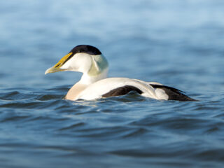 'Wees wijs met de Waddenzee, mevrouw Hermans'