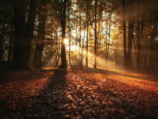 Dichtwater: Een hoop gezwam