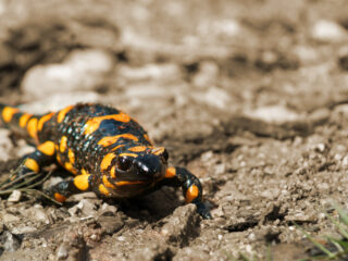 Red de vuursalamander: zo hopen ze op nageslacht
